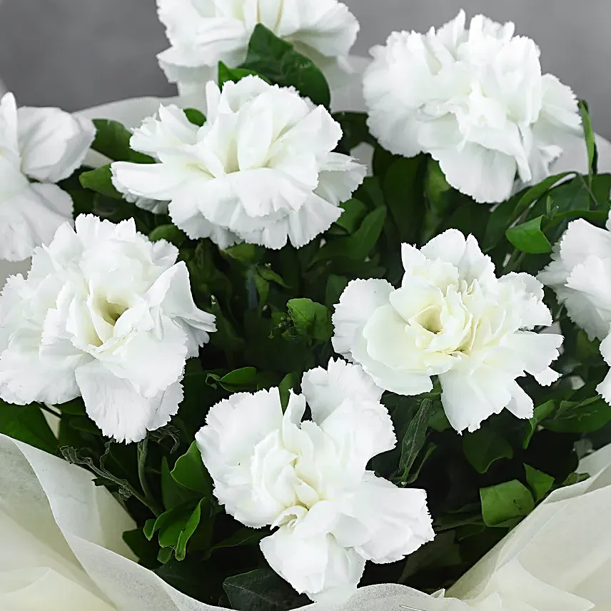 Send Carnations Buy/Send 8 White Carnations Bouquet Online | Bdayfy